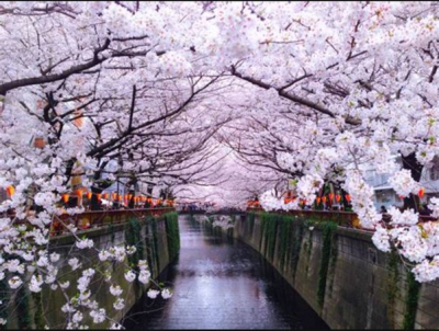 What is the cherry blossom festival?